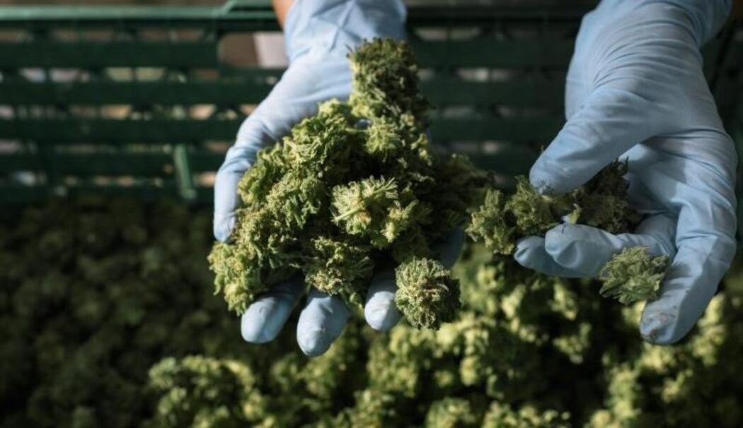 Cannabis-Anbau für medizinische Zwecke