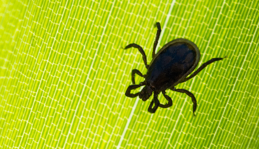 Zecke, Zeckenbiss, Zeckenschutz, Zeckenspray Zecke, Zeckenbiss, Zeckenschutz, Zeckenspray