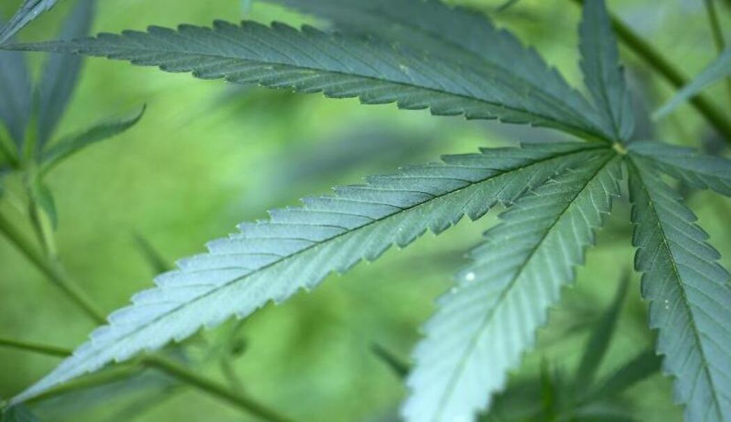 Cannabis
