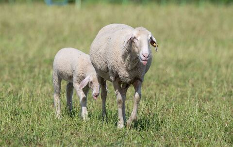 Schafe in Bayern