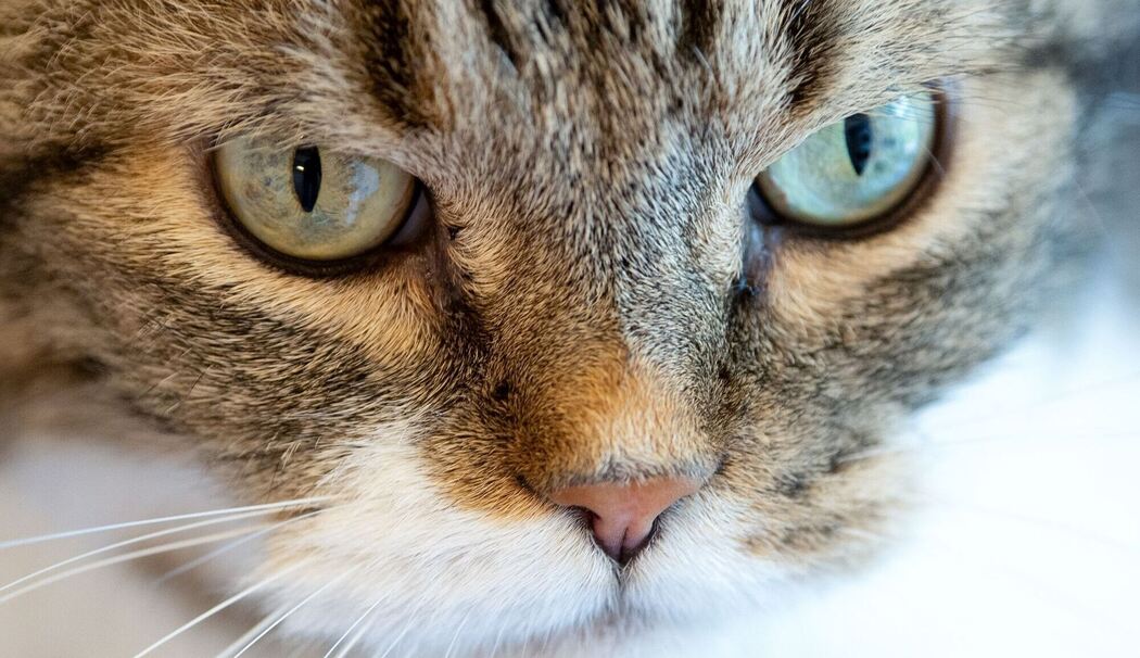 Katze im Tierheim