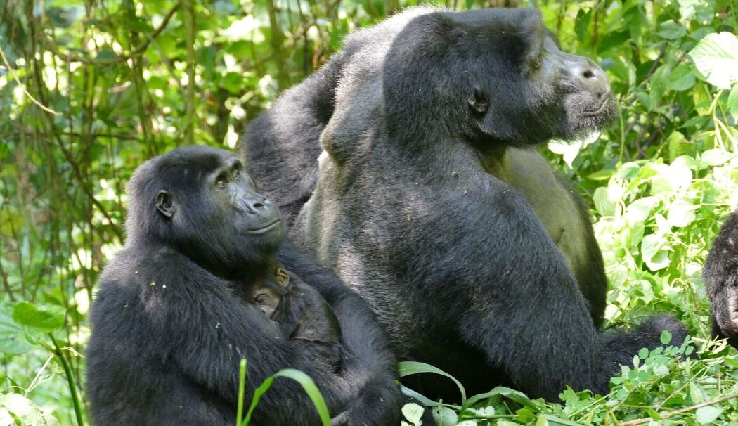 Berggorillas in Uganda