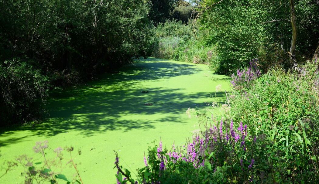 Grüner Fluss