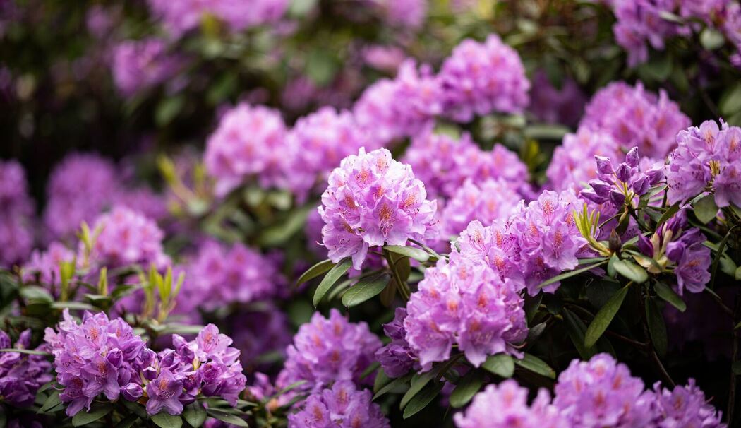 Blühende Rhododendren