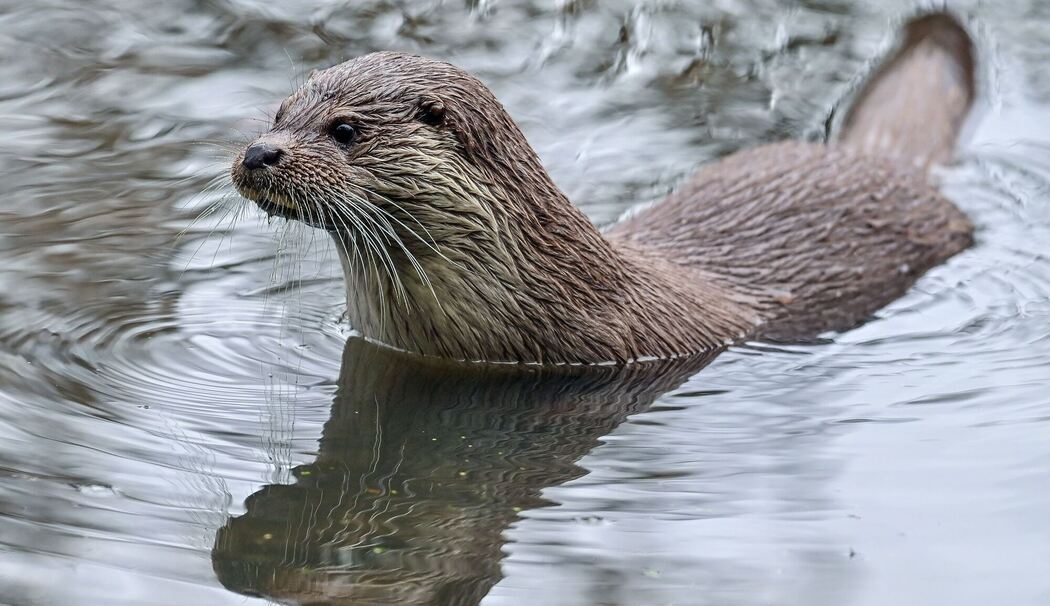 Fischotter