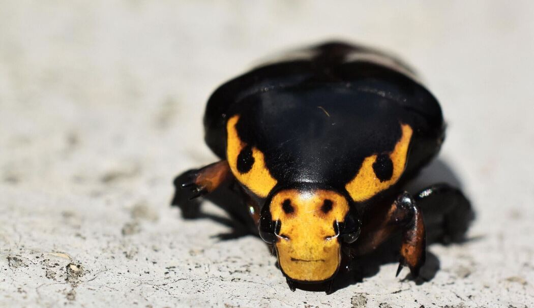 Käfer in Drohgebärde