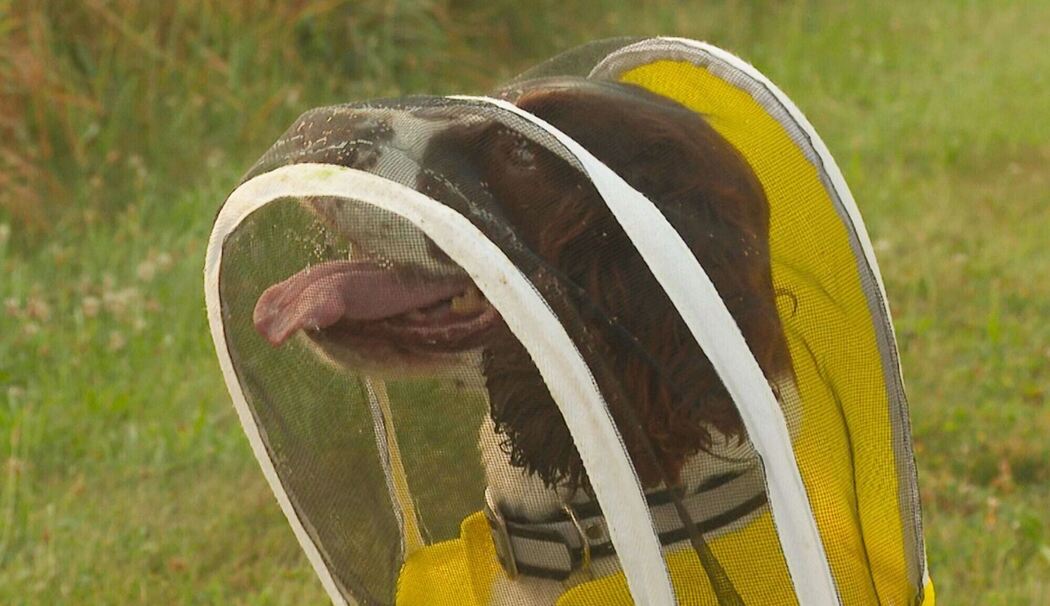 US-Uni setzt Hunde für Suche von kranken Bienen ein