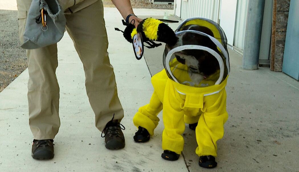 US-Uni setzt Hunde für Suche von kranken Bienen ein