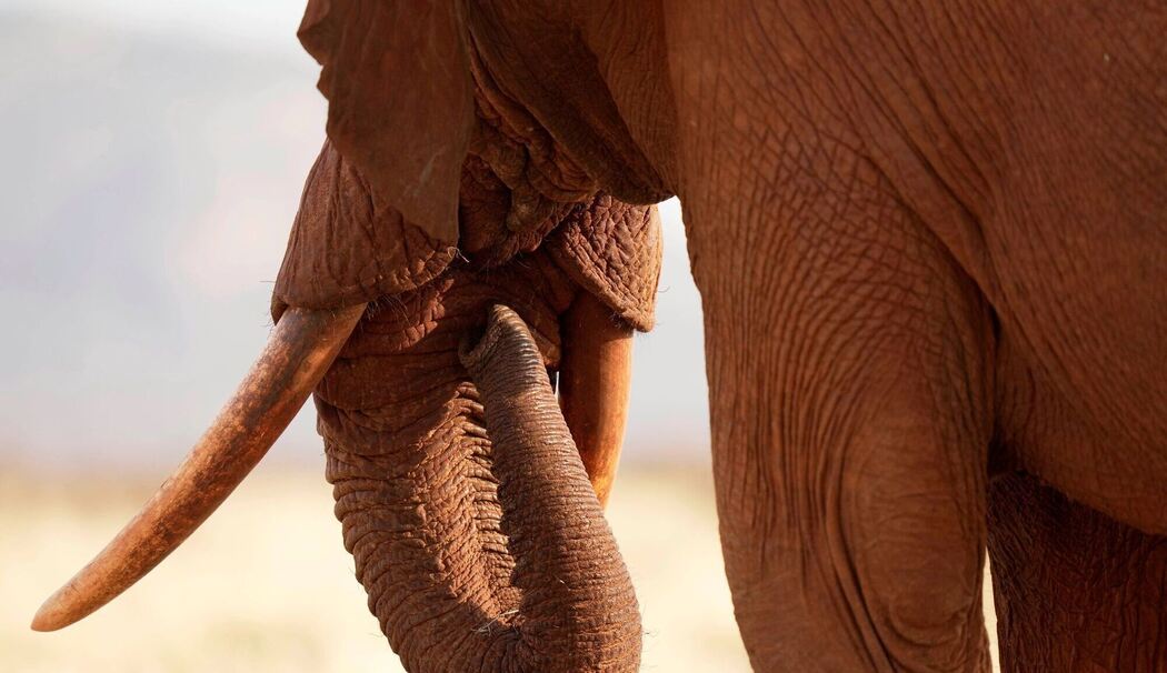 Welt-Elefanten-Tag - Kenia