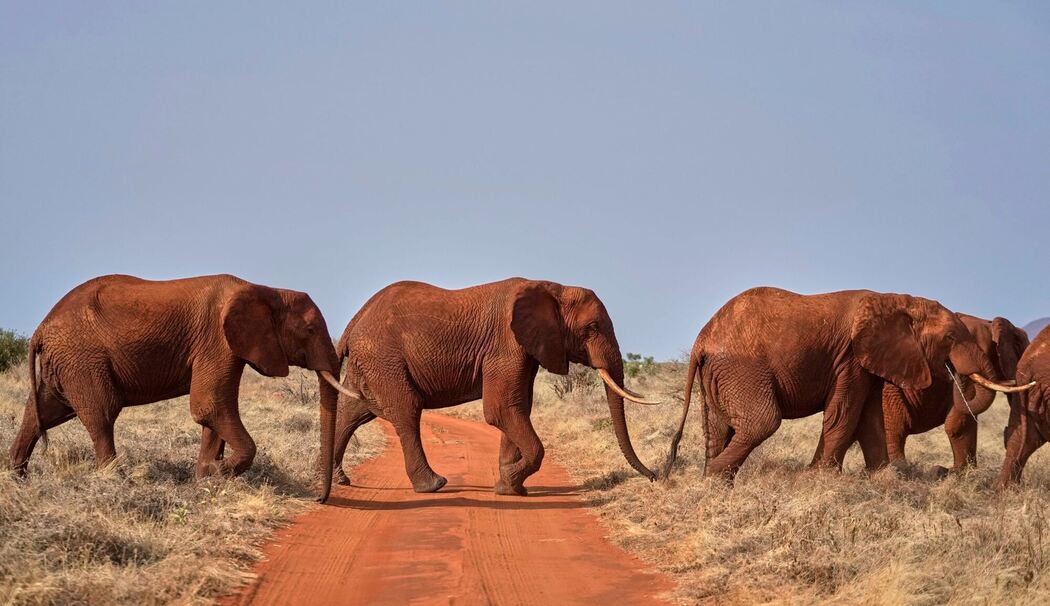 Welt-Elefanten-Tag - Kenia