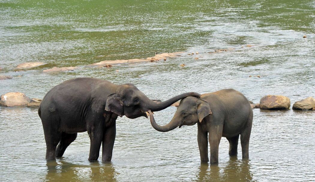 Elefanten in Sri Lanka