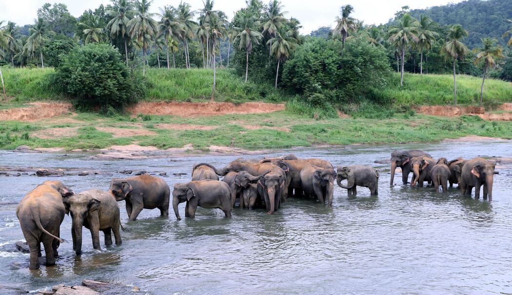 Elefanten in Sri Lanka