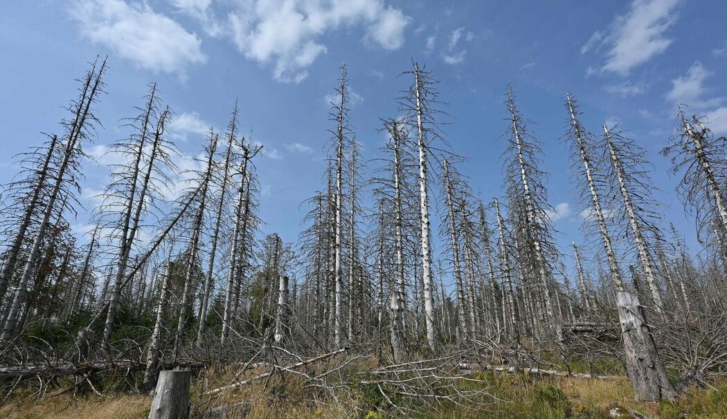 Wie der Klimawandel Deutschland verändert - Brockenfeldmoor