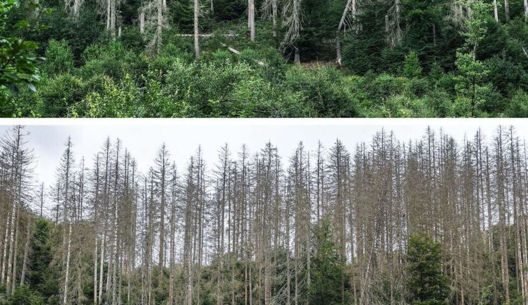 Wie der Klimawandel Deutschland verändert - Nationalpark Eifel