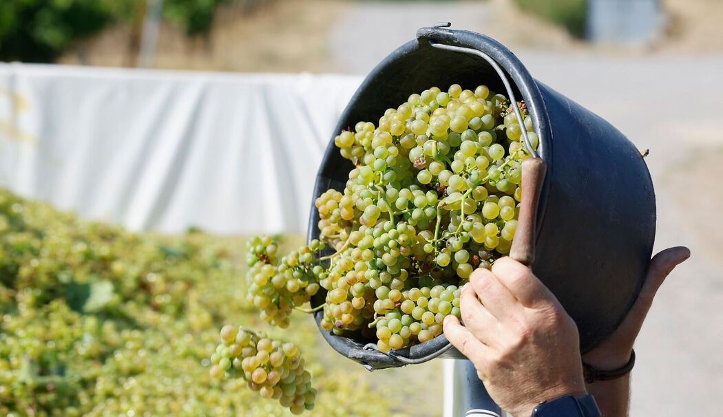 Lese der frühen Weinsorten für Federweißen beginnt