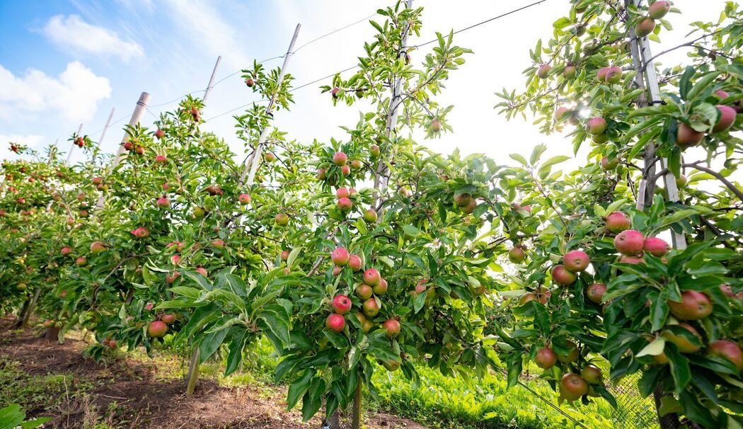 Apfelbaum-Plantagen im Alten Land