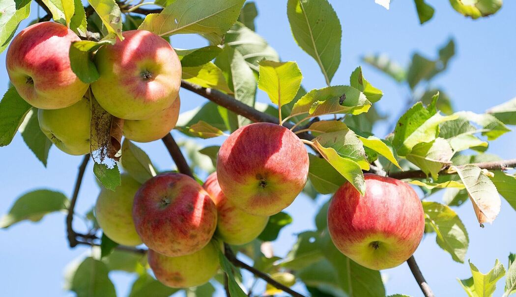 Äpfel