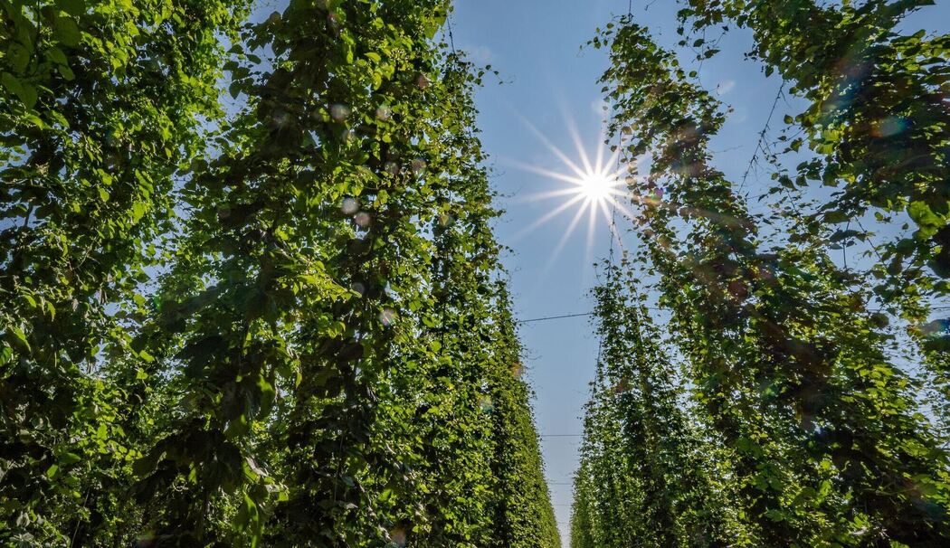 Hopfenanbau in Bayern