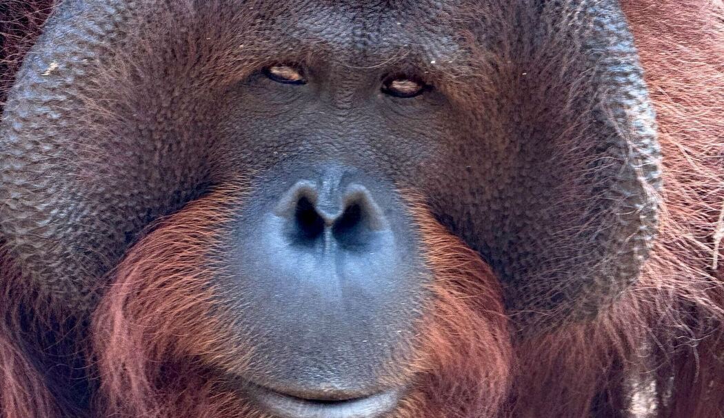 Welt-Orang-Utan-Tag