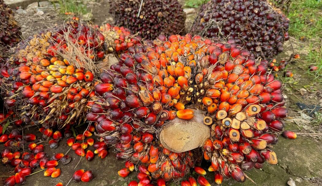 Palmöl