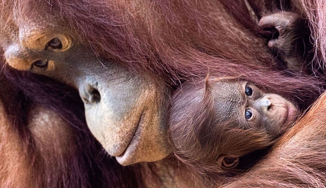 Welt-Orang-Utan-Tag