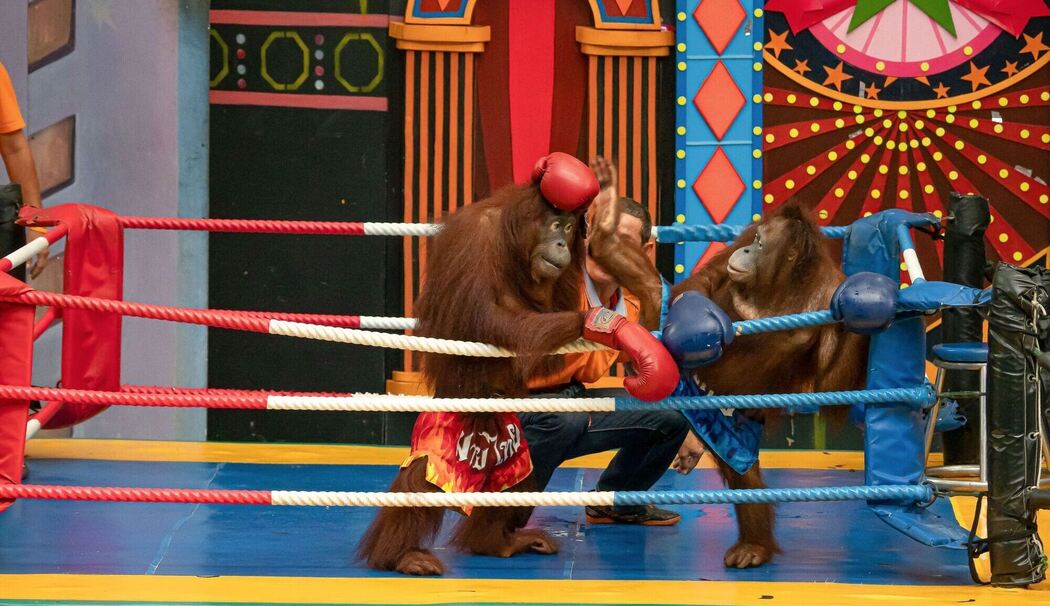 Ausgebeutete Orang-Utans in Freizeitparks