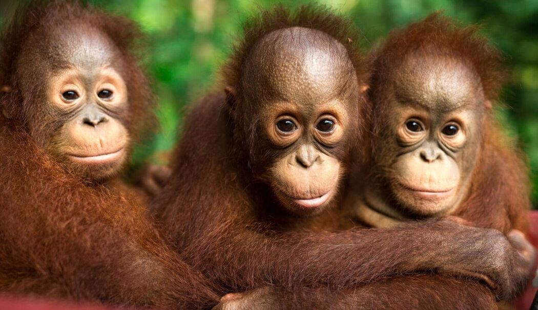 Orang-Utans auf Borneo