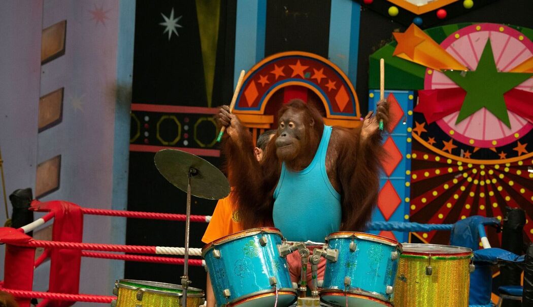 Ausgebeutete Orang-Utans in Freizeitparks