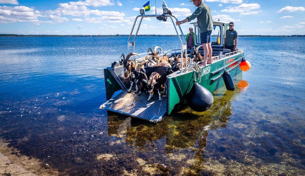 Ziegen ziehen auf Boot zur Insel Walfisch um