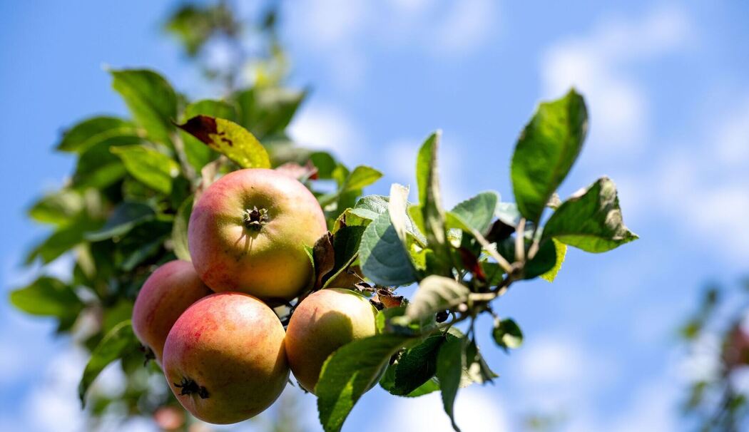 Äpfel