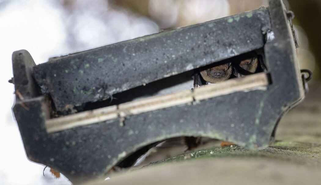Zwei Fledermäuse in einem Flachkasten am Baum