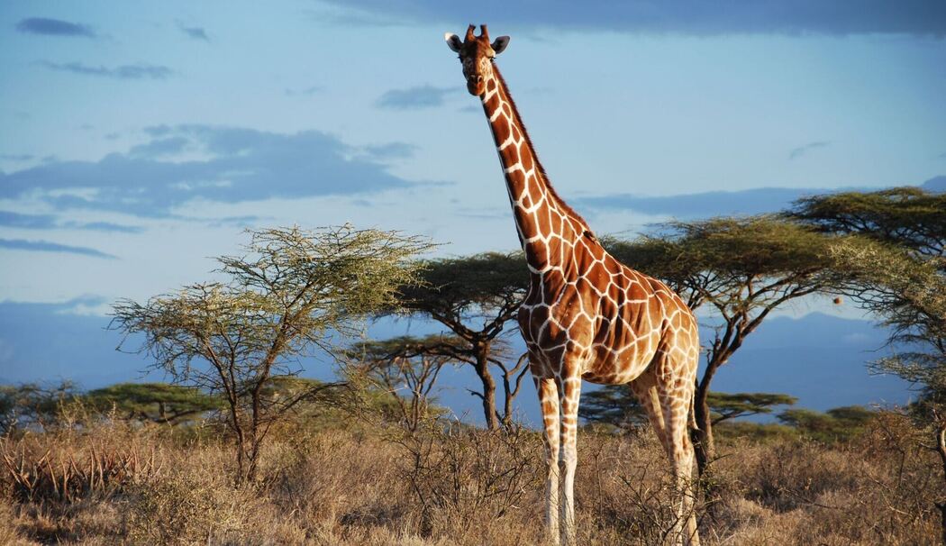 Von wegen «die Giraffe»: Vier verschiedene Arten anerkannt