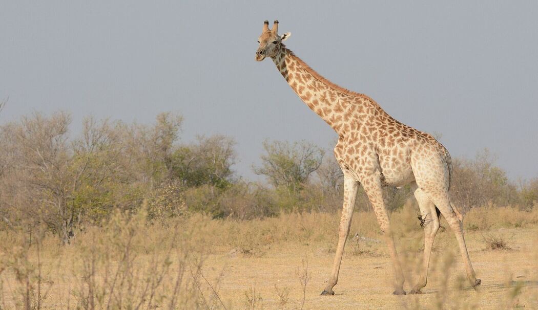 Von wegen «die Giraffe»: Vier verschiedene Arten anerkannt