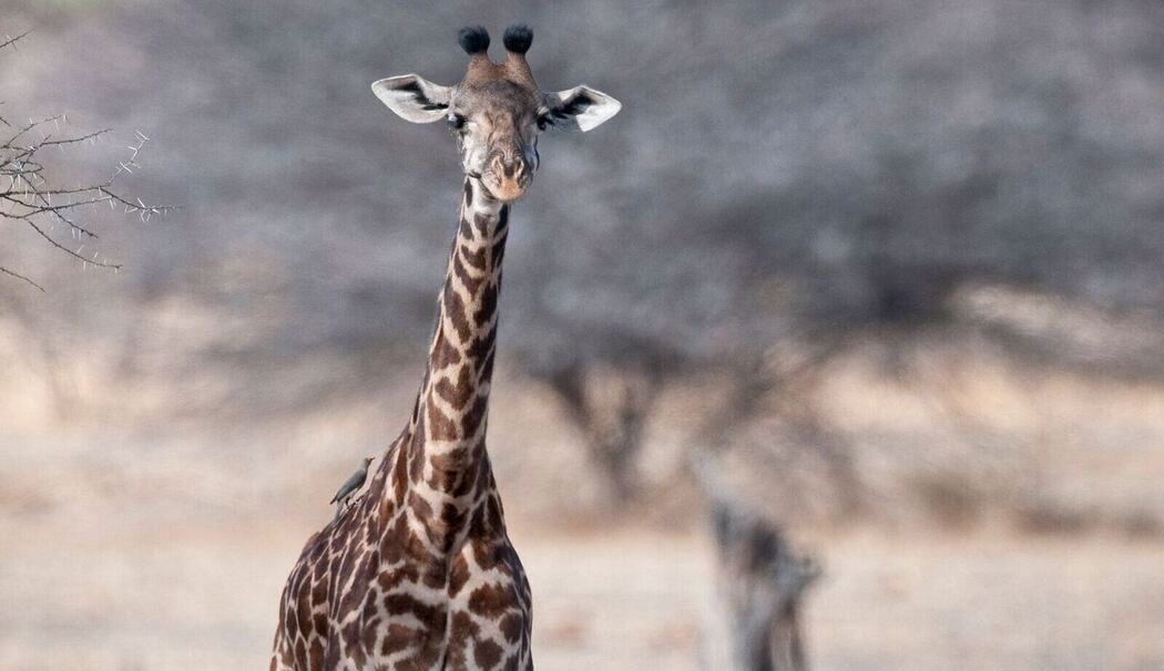 Von wegen «die Giraffe»: Vier verschiedene Arten anerkannt
