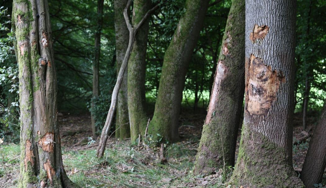 Vier Menschen sterben bei Unfall in Nordhessen