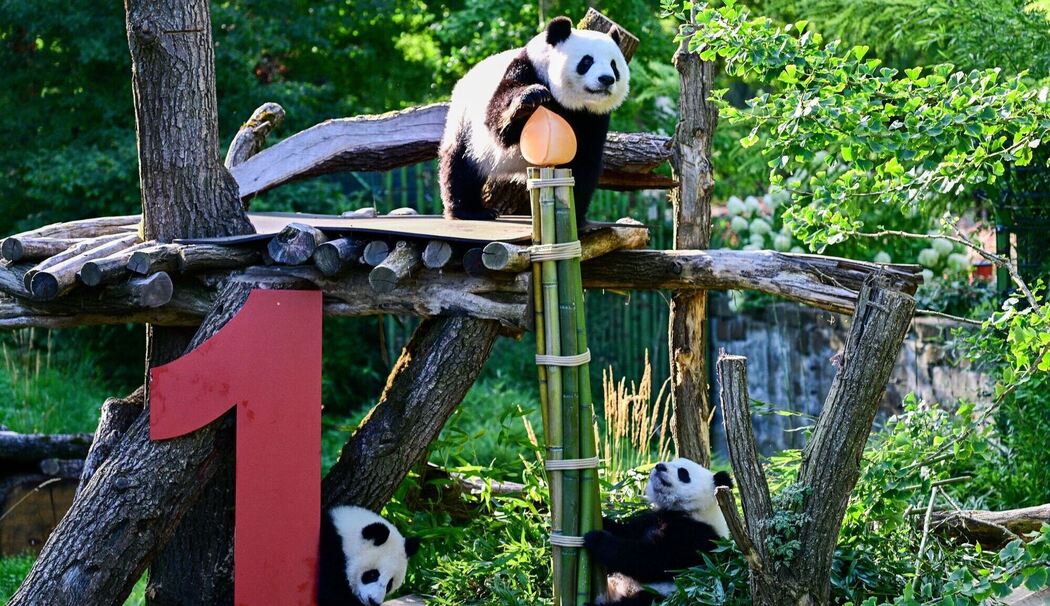 Berliner Pandabären-Zwillinge werden ein Jahr alt