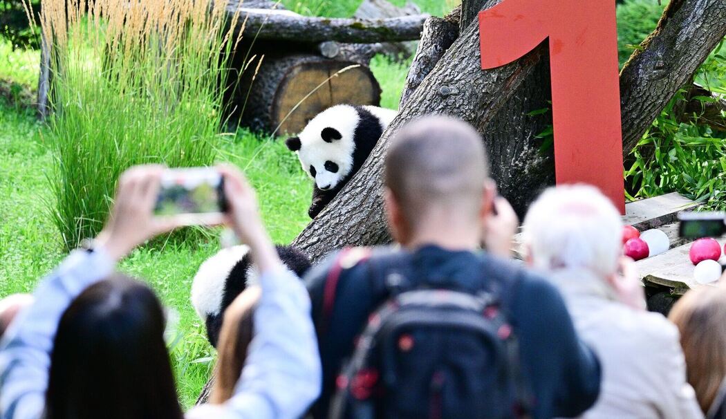 Berliner Pandabären-Zwillinge werden ein Jahr alt