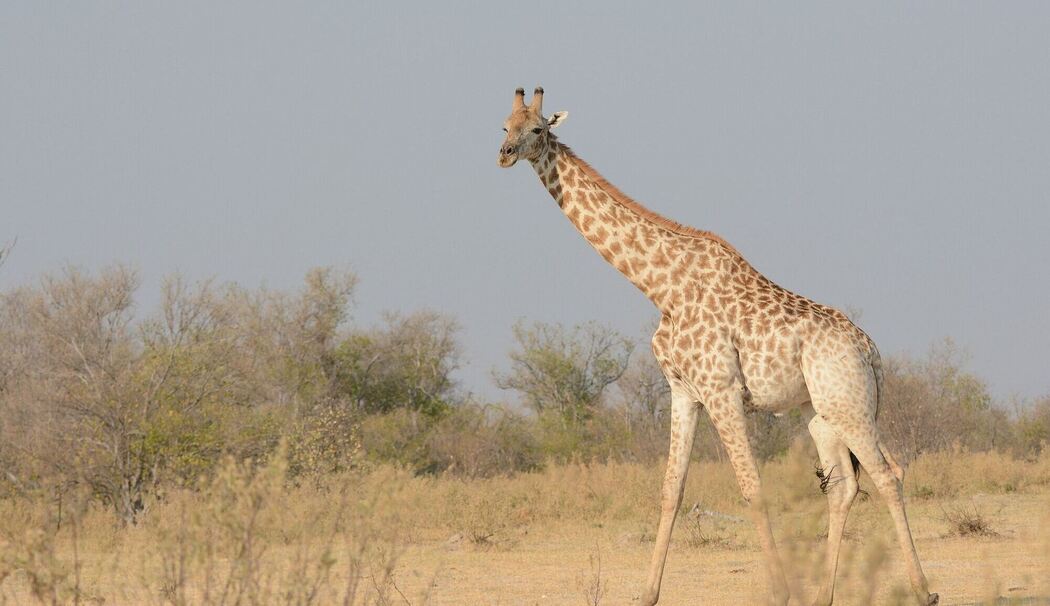 Von wegen «die Giraffe»: Vier verschiedene Arten anerkannt