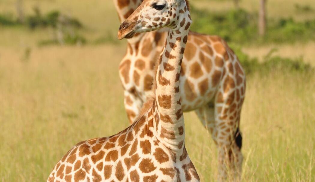 Von wegen «die Giraffe»: Vier verschiedene Arten anerkannt