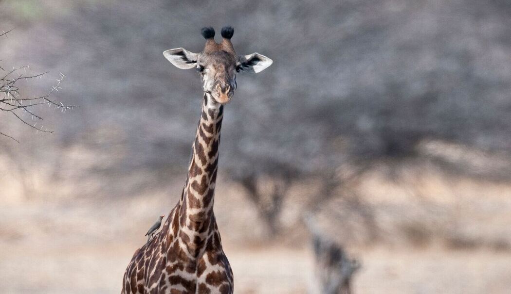 Von wegen «die Giraffe»: Vier verschiedene Arten anerkannt