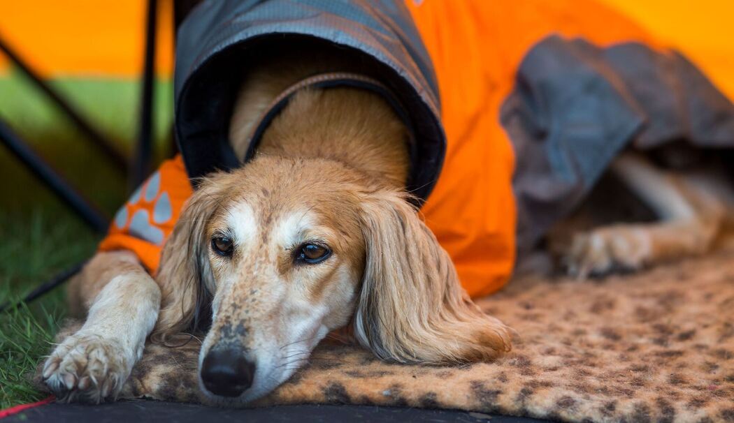 Windhund liegt bei Regen in einem Zelt