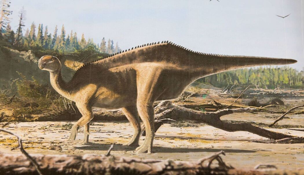 Dinosaurier mit Hautsegel entdeckt