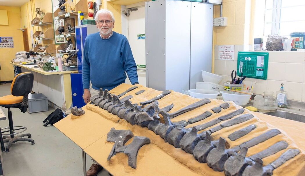 Dinosaurier mit Hautsegel entdeckt