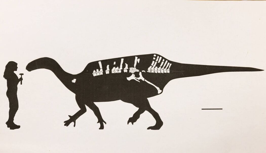 Dinosaurier mit Hautsegel entdeckt