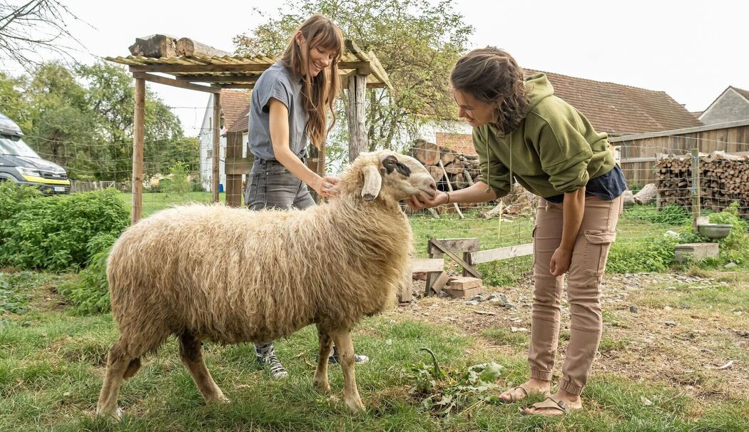 Frauen streicheln ein Schaf