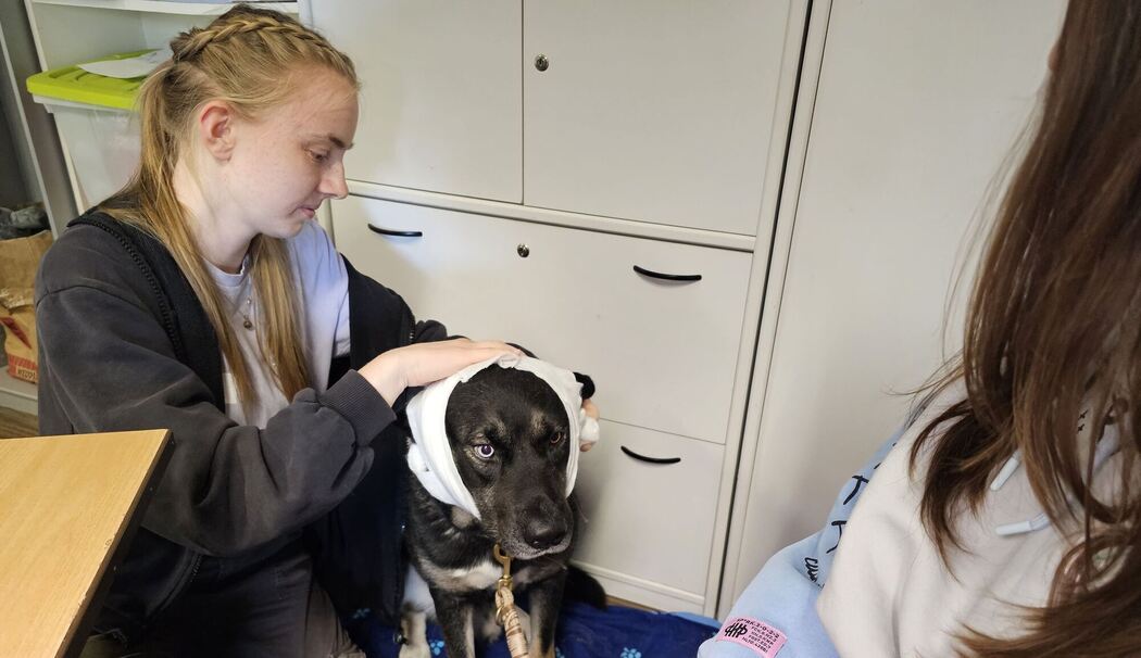 Erste-Hilfe-Kurs für Hunde