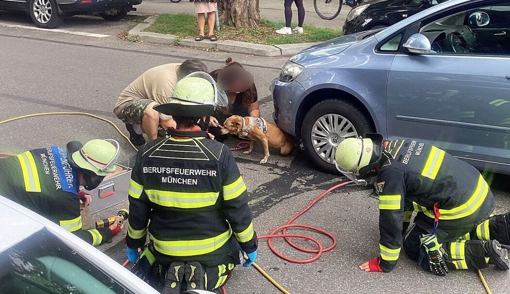 Feuerwehr befreit unter Auto eingeklemmte Hündin