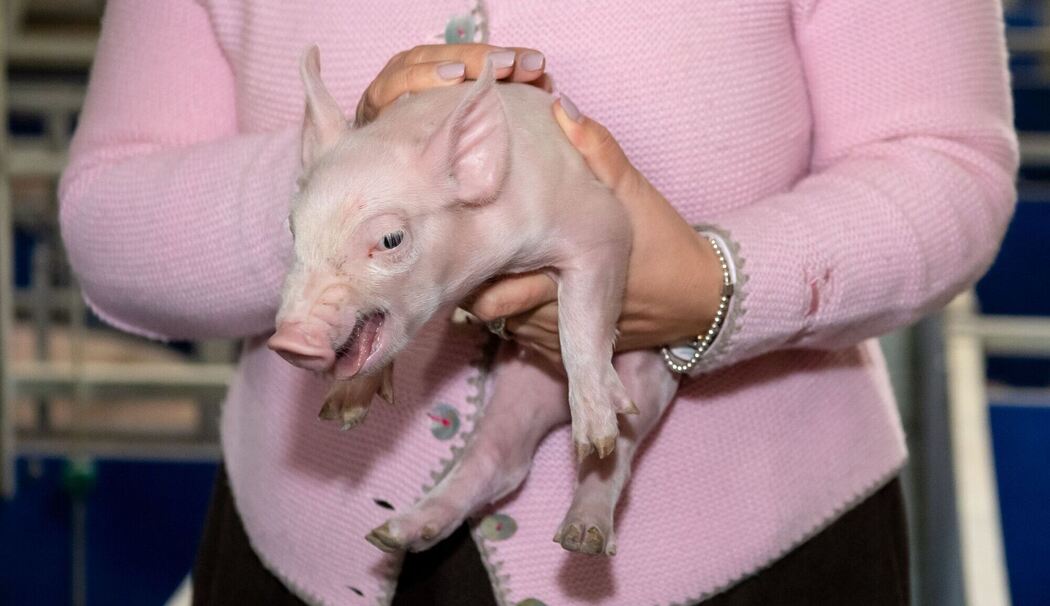 Schweine in Zuchtbetrieb