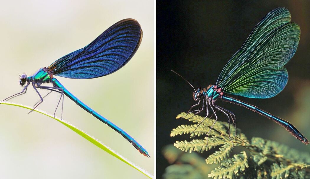 Blauflügel-Prachtlibelle - Fotografie (l) und KI-Bild