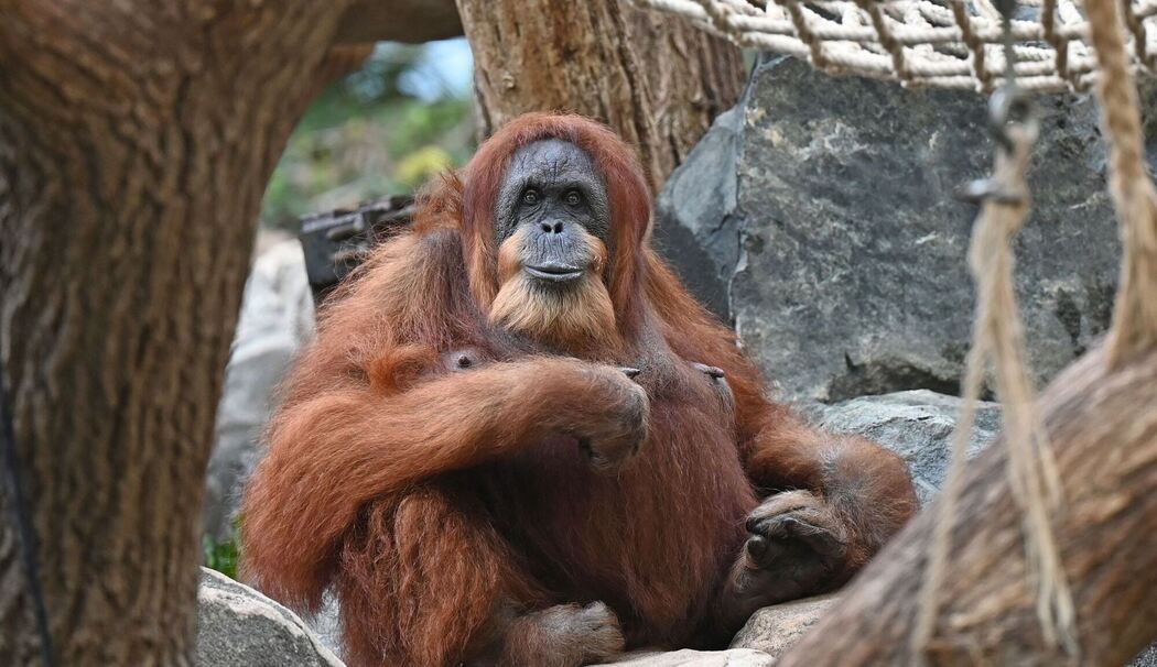 Orang-Utan-Dame Bella im Tierpark Hagenbeck